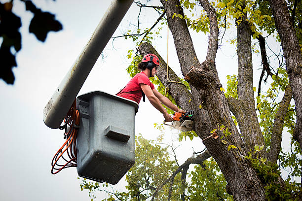 Robins Af, GA Tree Removal and Landscaping Services Company